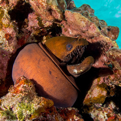 Enchelynassa canina (Viper Moray)