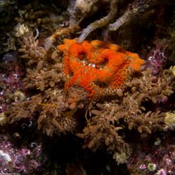 Phyllolithodes papillosus (Heart Crab)