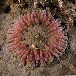 Urticina clandestina (Urticina Clandestina)