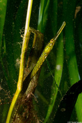 Syngnathus leptorhynchus (Bay Pipefish)