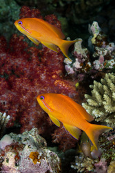 Pseudanthias squamipinnis (Scalefin Anthias)