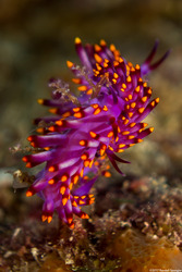 Trinchesia sibogae (Siboga Cuthona)