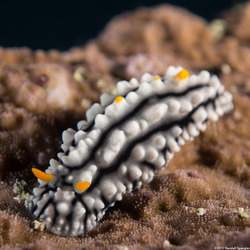 Phyllidia elegans (Elegant Phyllidia)