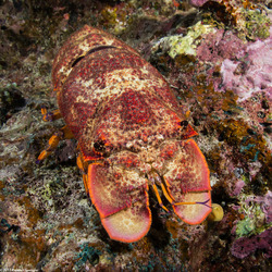 Scyllarides squammosus (Blunt Slipper Lobster)
