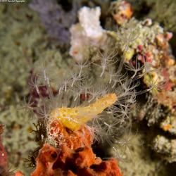 Parasphaerasclera sp.1 (Fuzzy Carrot)