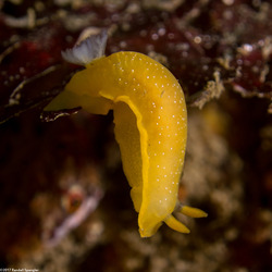 Doriopsilla fulva (White-Speckled Dorid)