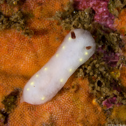 Cadlina flavomaculata (Yellow-Spot Cadlina)