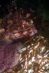 Scorpaenichthys marmoratus (Cabezon); Guarding eggs