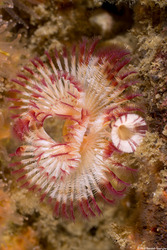 Serpula columbiana (Serpulid Worm)