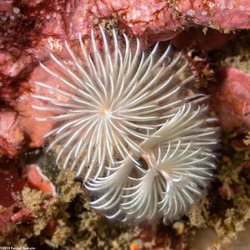 Spirobranchus spinosus (Christmas Tree Worm)