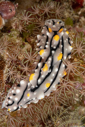 Phyllidia elegans (Elegant Phyllidia)