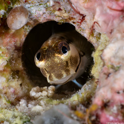Ecsenius monoculus (Monocle Coralblenny)