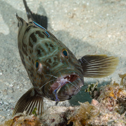Ancylomenes pedersoni (Pederson Cleaner Shrimp)