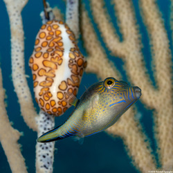 Canthigaster rostrata (Sharpnose Puffer)