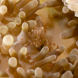 Periclimenes rathbunae (Sun Anemone Shrimp)