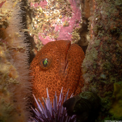Anarrhichthys ocellatus (Wolf-Eel)