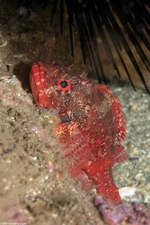 Scorpaenodes xyris (Rainbow Scorpionfish)