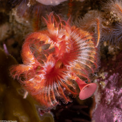 Serpula columbiana (Serpulid Worm)