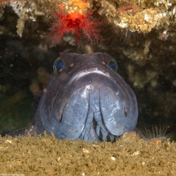 Ophiodon elongatus (Lingcod)