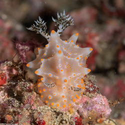 Halgerda batangas (Batangas Halgerda)