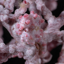 Hippocampus bargibanti (Pygmy Seahorse)
