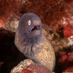 Gymnothorax thyrsoideus (White-Eyed Moray)