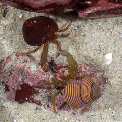 Pagurus granosimanus (Grainyhand Hermit Crab)