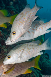 Haemulon parra (Sailor's Choice)