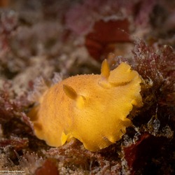 Geitodoris heathi (Heath's Dorid)