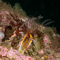 Balanus nubilus (Giant Acorn Barnacle)