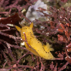 Doris montereyensis (Monterey Dorid)