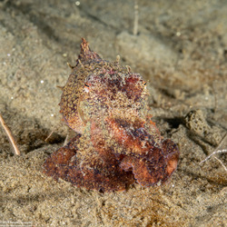 Octopus rubescens (Red Octopus)