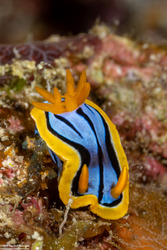 Chromodoris elisabethina (Elisabeth's Chromodoris)