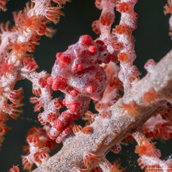 Hippocampus bargibanti (Pygmy Seahorse)