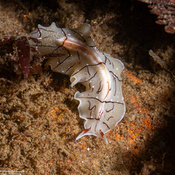 Eurylepta californica (Montgomery's Flatworm)