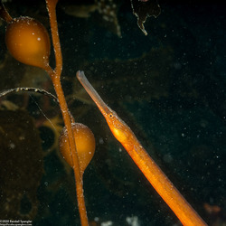 Syngnathus leptorhynchus (Bay Pipefish)