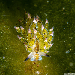 Costasiella kuroshimae (Kuro Sapsucking Slug)