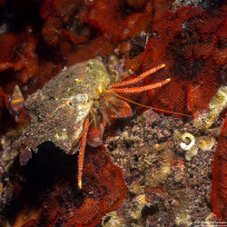 Pagurus hemphilli (Maroon Hermit Crab)
