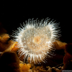 Metridium senile (Plumose Anemone)