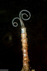 Chaetopteridae sp.1 (Jointed Tubeworm)