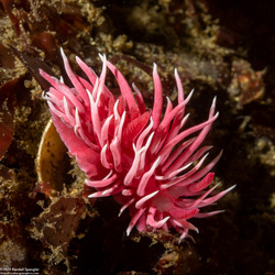 Okenia rosacea (Hopkins' Rose Nudibranch)