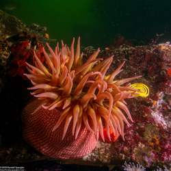 Urticina eques (White-Spotted Rose Anemone)