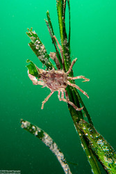 Pugettia richii (Cryptic Kelp Crab)