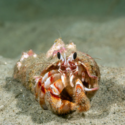 Pagurus armatus (Blackeyed Hermit Crab)