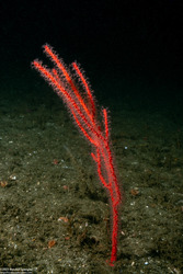 Leptogorgia chilensis (Red Gorgonian)