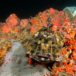 Scorpaenichthys marmoratus (Cabezon)