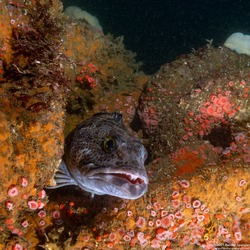 Ophiodon elongatus (Lingcod)