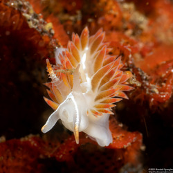 Coryphella trilineata (Three-Lined Aeolid)
