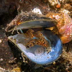 Hermissenda opalescens (Opalescent Nudibranch)