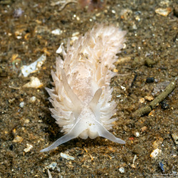 Aeolidia loui (Shag-Rug Aeolid)